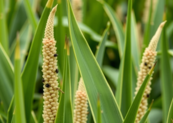 Maize Pan-Genome Reveals Hidden Diversity in Stress-Responsive 4CL Gene Family