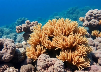 Record Heat Wiped Out Nearly Half of Okinawa’s Corals in 2024, Surveys Reveal