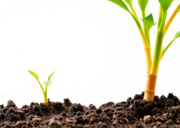 Soil Bacterium From Ancient Einkorn Roots Emerges as a Powerful Natural Plant-Growth Booster