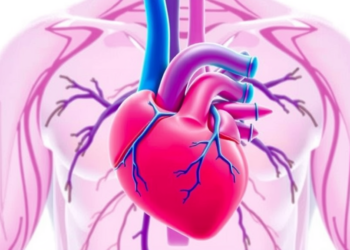 One-Year Heart Function After Transplant Predicts Survival, Study Finds