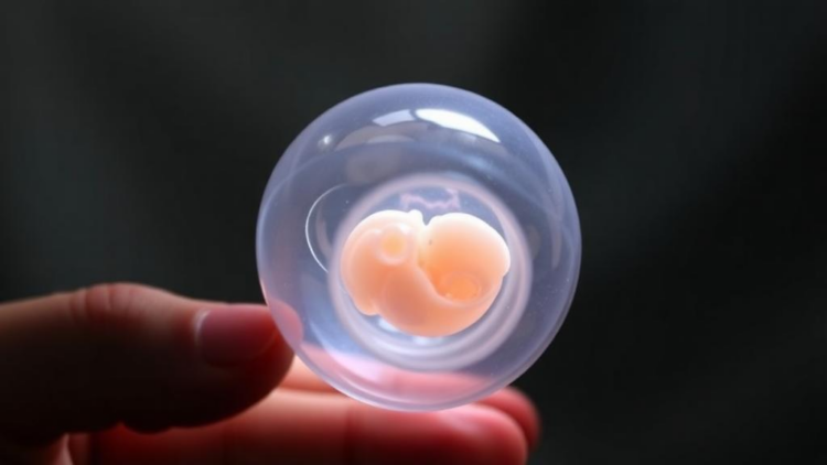 Propofol Anesthesia During Egg Retrieval Leaves Embryo Development Unharmed, Study Finds