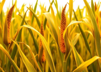 Cell-by-cell maps reveal hidden complexity of genomic imprinting in maize