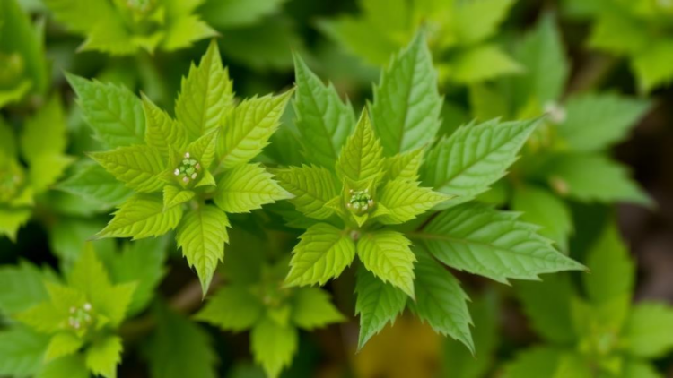 Himalayan Weed Leaves Turn Out to Be a Tiny Factory for Antibacterial Nanoparticles