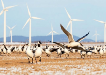 Wind Turbines vs. Wintering Geese: Energy Transition May Drain Vital Bird Reserves
