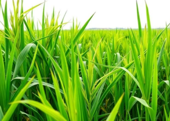 Machine Learning Pinpoints Nitrogen Uptake as Key to Predicting Rice Yields and Cutting Emissions