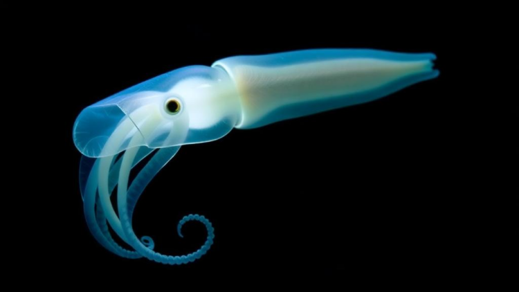 Squid Light Organ Hides a Surprisingly Complex Nervous System