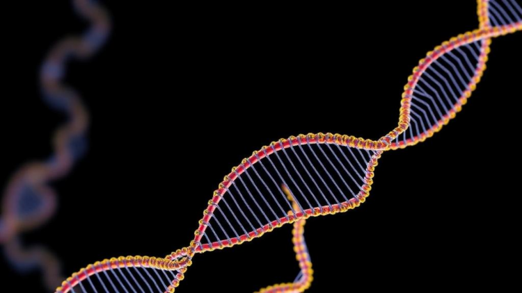 New Machine-Learning Pipeline Takes the Guesswork Out of Genomic Prediction