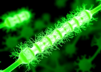 Tiny Cellular Trains: IFT20 Steers Light-Sensing Protein Delivery in Green Algae