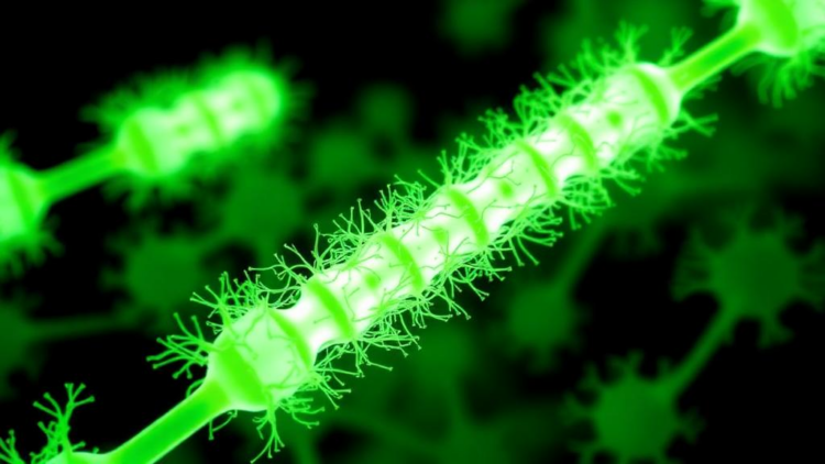 Tiny Cellular Trains: IFT20 Steers Light-Sensing Protein Delivery in Green Algae