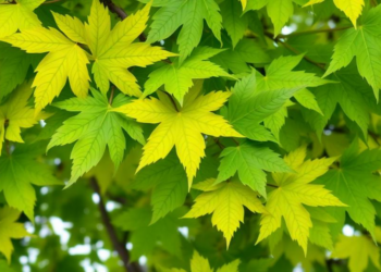 Shade Turns Yellow Poplar Leaves Green Again, Revealing Fragile Color Trait