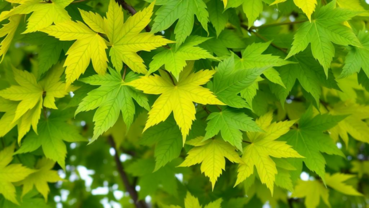 Shade Turns Yellow Poplar Leaves Green Again, Revealing Fragile Color Trait