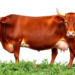 Oregano Essential Oil Boosts Immunity and Fights Oxidative Stress in Beef Cattle, Multi-Omics Study Shows