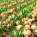Poultry Litter Fertilizers and Extreme Weather Shape E. coli Survival in Onion Fields