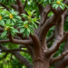 Microsatellite Study Reveals Hidden Genetic Wealth of India’s Agarwood Tree