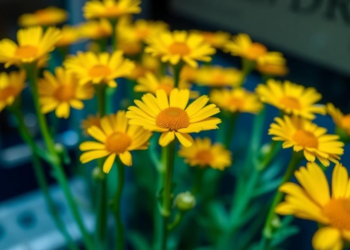 Marigold Cells Emerge as a Powerful New Factory for Recombinant Proteins