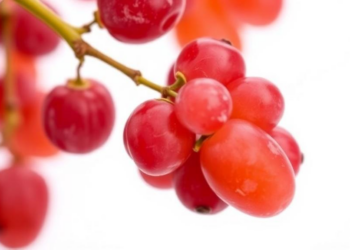 One Starch, One Sweet Spot: How Corn Starch Concentration Decides Whether Freeze-Dried Grapes Keep Their Shape