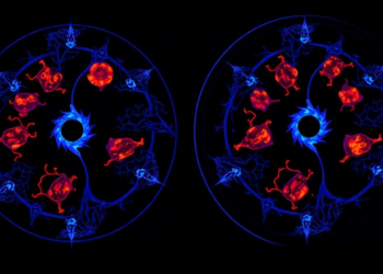 Synthetic antibody fragment lights up human macrophages in PET scans