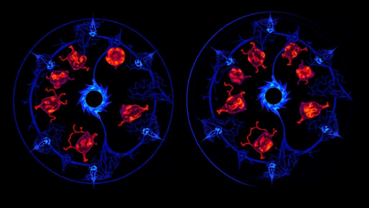 Synthetic antibody fragment lights up human macrophages in PET scans