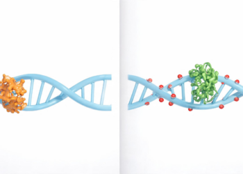 Two Ways to Read a Cell’s Master Switches Reveal Hidden Biases in Gene Regulation Studies