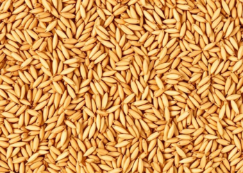 Copper Nanoparticles Cut Arsenic and Cadmium in Rice Grains, Life-Cycle Study Finds