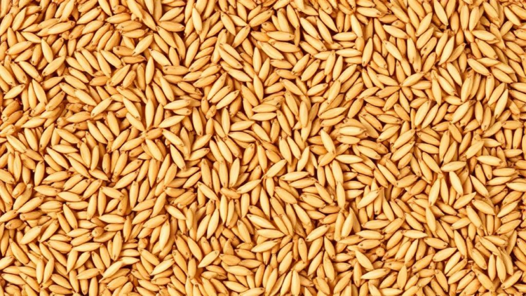 Copper Nanoparticles Cut Arsenic and Cadmium in Rice Grains, Life-Cycle Study Finds