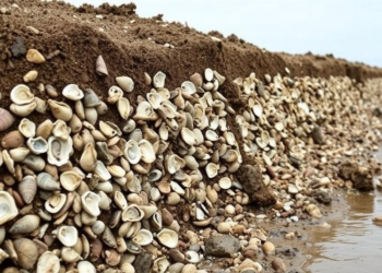 Oyster Shell Waste and Problem Soil Turned Into Superhydrophobic Slope Barrier