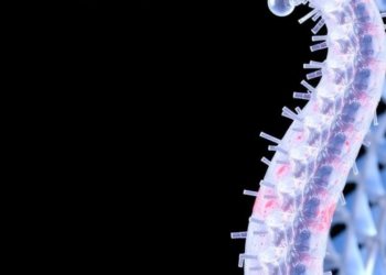 Engineered Cell Sheet Wraps Cartilage Scaffolds to Steer Host Tissue and Boost Regeneration