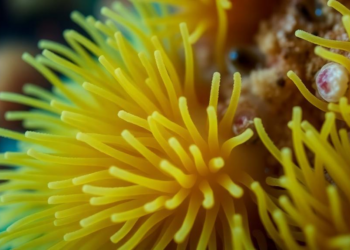 Hidden Microbes of a Toxic Sea Anemone Relative Show Promise Against Fish Farm Pathogens