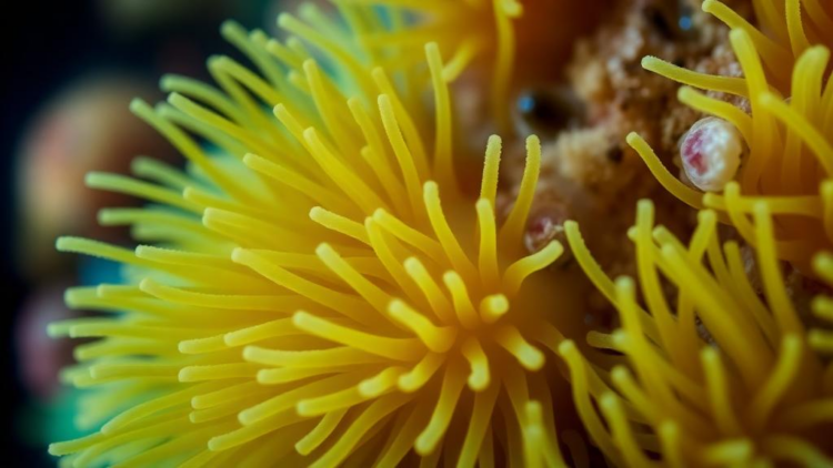 Hidden Microbes of a Toxic Sea Anemone Relative Show Promise Against Fish Farm Pathogens