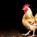 Virulent Newcastle Disease Virus Subgenotype VII.1.1 Behind 2025 Poultry Outbreak in Southern Peru, Whole-Genome Study Finds