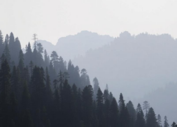 Human Pressure Is Silently Rewiring Himalayan Forests, Landmark Survey Reveals