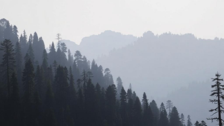 Human Pressure Is Silently Rewiring Himalayan Forests, Landmark Survey Reveals