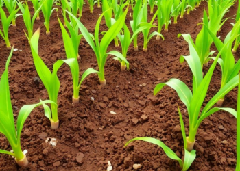 Manure-Tuned Fertilizer Prescriptions Boost Greengram Yields and Soil Life in Indian Alfisols