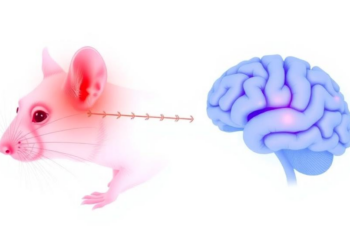Chronic Pain Signals Scramble the Brain’s Sensory Filter, Rat Study Shows