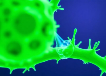 New Low-Cost Tool Turns Microscope Images Into 3D Models of Plant Stem Cells