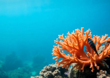 Coral Genes Reveal a Hidden Map: Environment Splits Reef Populations at Small Scales