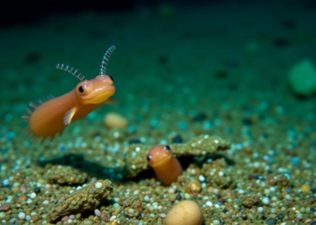 Sea Squirts Feel the Seafloor Shake, Not the Sound Itself