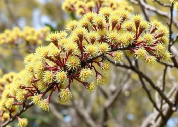 Climate Change Could Push Invasive Silver Wattle Into New Temperate Frontiers