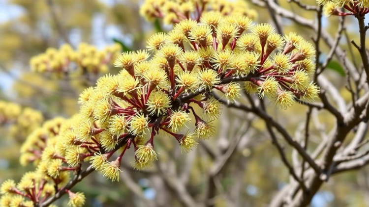 Climate Change Could Push Invasive Silver Wattle Into New Temperate Frontiers