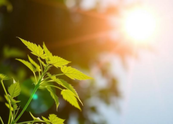 Plants Remember the Sun: Parental UV-B Exposure Shapes Offspring Growth Through DNA Methylation
