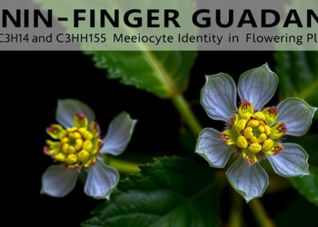 Zinc-finger Guardians: How C3H14 and C3H15 Protect Meiocyte Identity in Flowering Plants