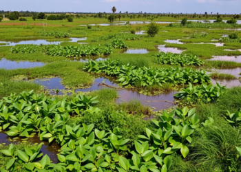 Ghana’s Ada Wetlands Lost Half Their Vegetation, Communities Fight Back