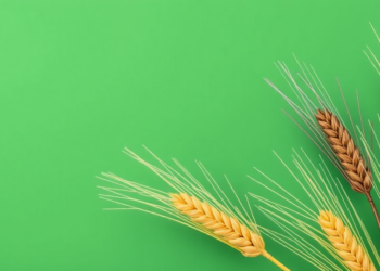 Fermentation Rewrites the Antioxidant Story of Black and Yellow Highland Barley