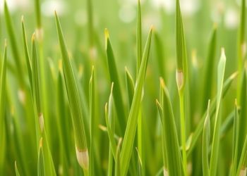 First NAM Population in Italian Ryegrass Pinpoints Genes Behind Seed Shattering