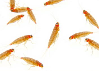 BPA Substitute TMBPF Proves More Toxic Than Known Bisphenols in Water Fleas