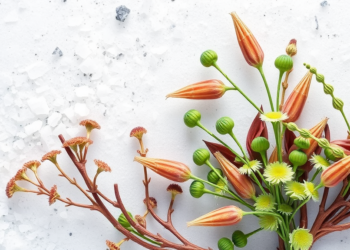 Salt-Tolerant Coastal Plants Reveal Potent Antioxidant and Anti-Inflammatory Compounds