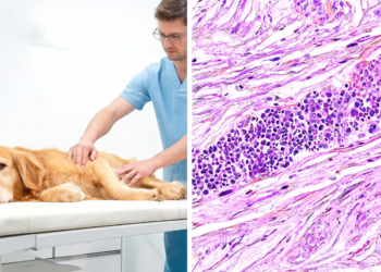 Rare Muscle-Infiltrating T-Cell Lymphoma in a Dog Challenges Diagnosis