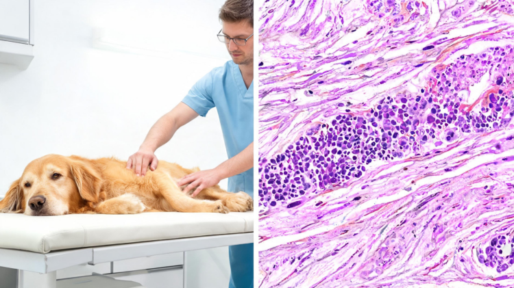 Rare Muscle-Infiltrating T-Cell Lymphoma in a Dog Challenges Diagnosis