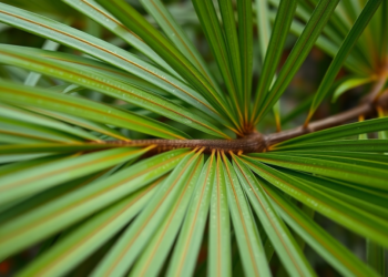 Screwpine Leaves From Mauritius Could Replace Carbon Fibre in Plastics