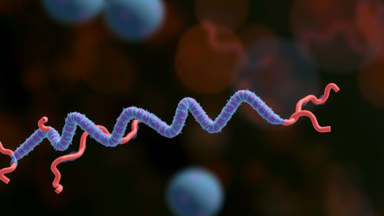 NINJ1: The Membrane-Rupturing Protein That Decides How Cells Die and How Tumors Thrive